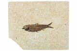 Fossil Fish (Knightia) - Wyoming #295632-1